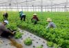 khóa học kỹ thuật trồng rau an toàn